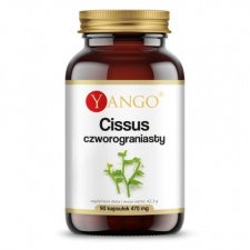 Cissus czworogroniasty - 90 kaps Yango